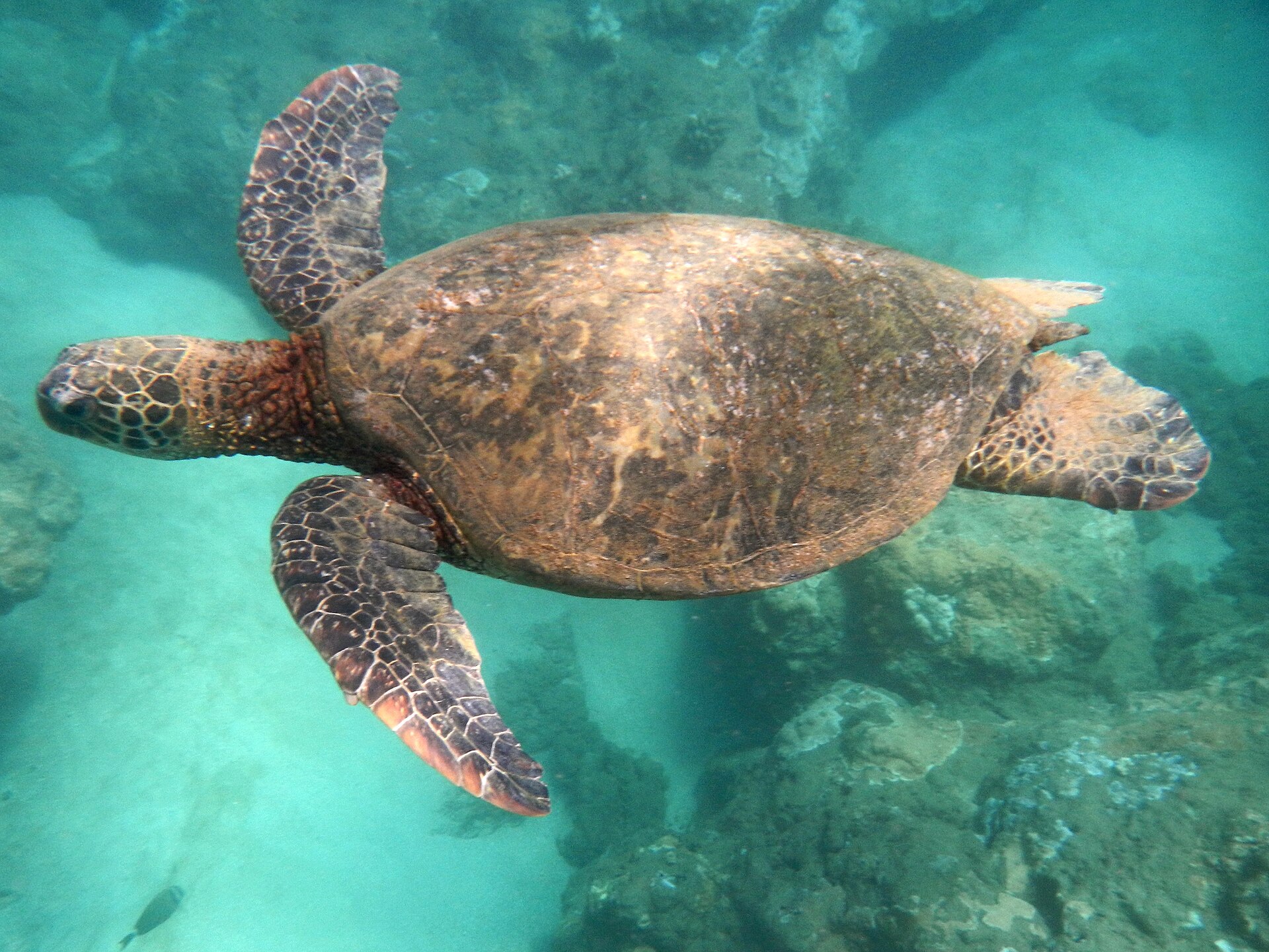 A green sea turtle at Tunnels Beach